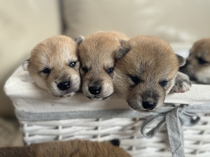 Shiba Inu (5 фото из 6)