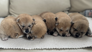 Shiba Inu (6 фото из 6)
