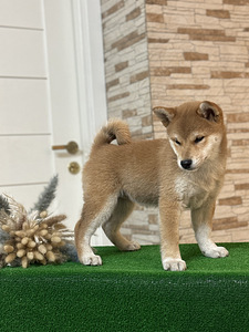 Shiba inu (4 foto / 5)