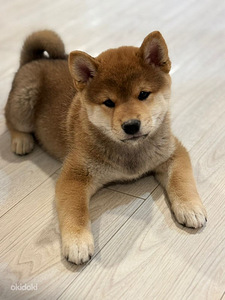 Shiba inu (5 foto / 5)