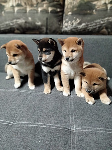 Shiba Inu (4 foto / 6)