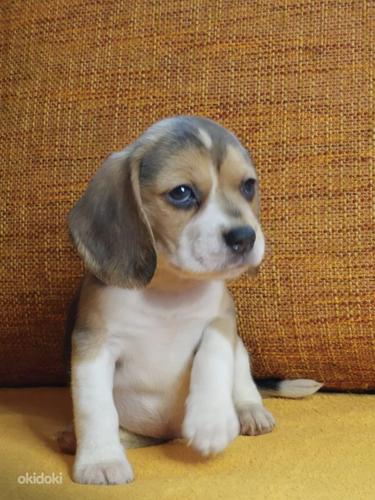 Beagle (foto #7)