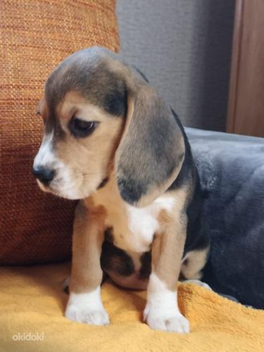 Beagle (foto #8)