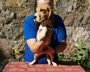 Beagle (1 foto / 5)