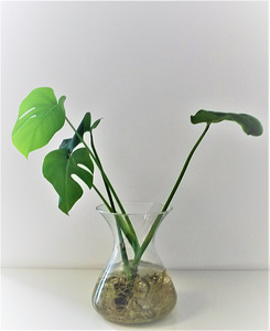 Monstera deliciosa toalilli ilusad istikud, 45-60 cm (4 foto / 10)