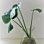 Красивые отростки комнатного цветка Монстера, 45-60 cm (фото #3)