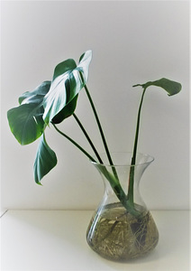 Monstera deliciosa toalilli ilusad istikud, 45-60 cm (3 foto / 10)