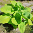 Большие саженцы растения Хоста Золотой стандарт и Авокадо (фото #4)