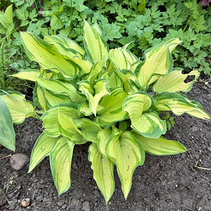 Taime Hosta sort 'Gold Standart' ja "Avocado" suured istikud (3 foto / 5)