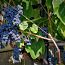 Viinamarja Zilga 1-aastased suured istikud (foto #3)