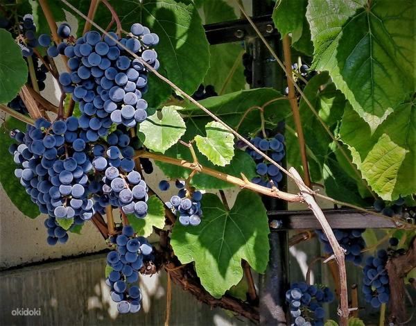 1-летние большие caженцы винограда Зилга (фото #3)