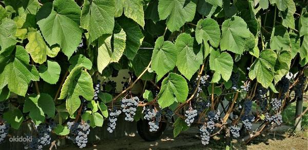 Musta viinamarja Zilga noored istikud (foto #7)