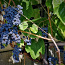 Musta viinamarja Zilga noored istikud (foto #5)