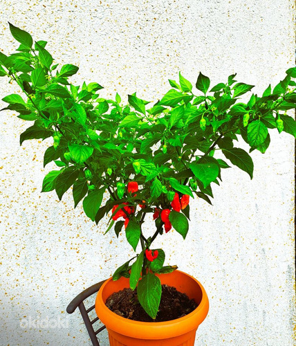 “Bhut Jolokia Red” супер острый чили перец-большой саженец (фото #1)