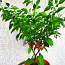 “Bhut Jolokia Red” супер острый чили перец-большой саженец (фото #3)