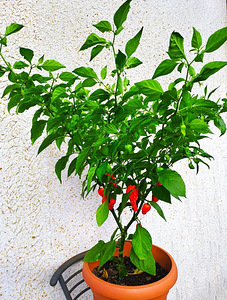 Super terav tšili pipra “Bhut Jolokia Red” suur 2a .taim (3 foto / 7)