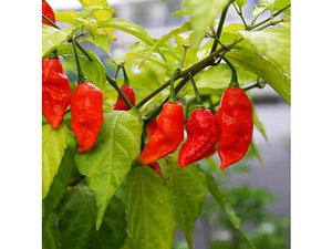 Super terav tšili pipra “Bhut Jolokia Red” suur 2a .taim (6 foto / 7)