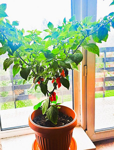 Super terav tšili pipra “Bhut Jolokia Red” suur 2a .taim (7 foto / 7)