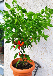 Super terav tšili pipra “Bhut Jolokia Red” -1 pipar (7 foto / 8)