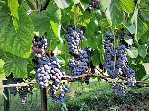 Musta viinamarja Zilga noored istikud (komplekt 3 tk.)