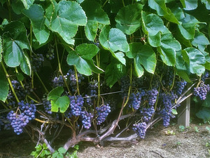 KOMPLEKT 5 (1-aastased istikud, tume viinamarI sort Zilga) (4 foto / 9)