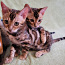 Бенгальские котята (фото #3)