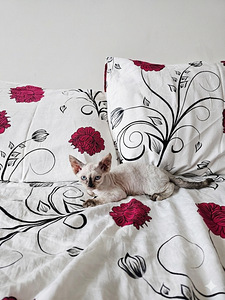 Devon Rex (1 foto / 5)