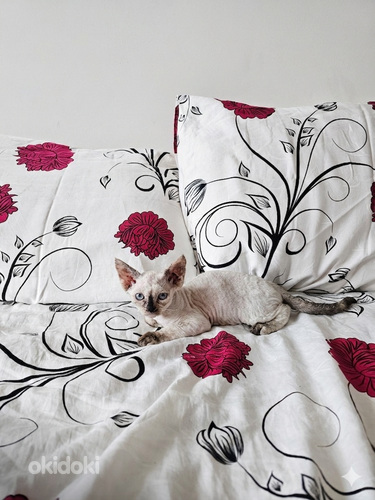 Devon Rex