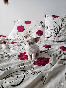Devon Rex (2 foto / 5)