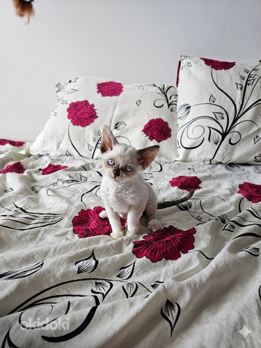 Devon Rex