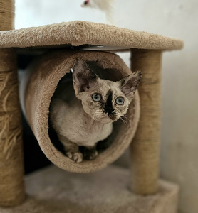 Devon Rex (5 foto / 5)