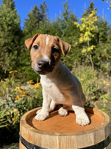 Jack Russell Terjeri kutsikad (1 foto / 7)