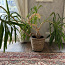 Драконовое дерево, пальма, лавровая лилия (фото #1)