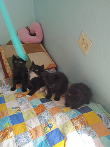 Котята ищут дом (3 фото из 5)