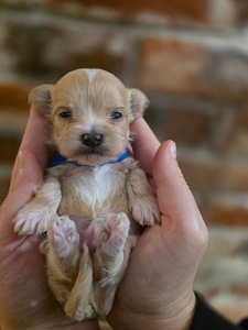 Maltipoo F1 (1 foto / 5)