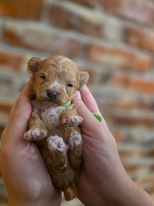 Maltipoo F1 (4 foto / 5)