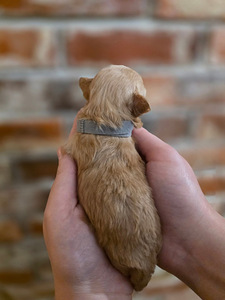 Maltipoo F1 (5 foto / 5)