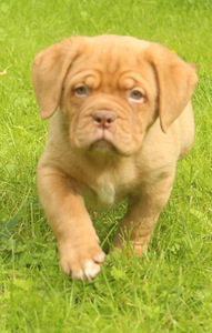 Bordoo dogi kutsikas (1 foto / 7)