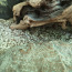 Пятнистый леопардовый эублефар,геккон (фото #5)