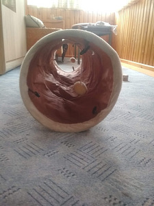 Кошачий тоннель (2 фото из 5)