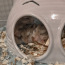 Roborovski hamster/Хомяк Роборовского (фото #1)