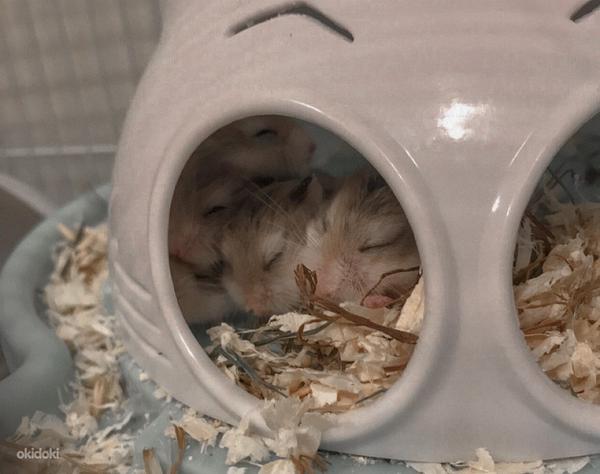 Roborovski hamster/Хомяк Роборовского (фото #1)