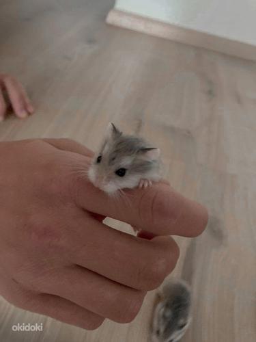 Roborovski hamster/Хомяк Роборовского (фото #6)
