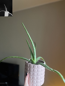 Aloe (Traditsiooniline päris Aaloe, keskmise suurusega) (3 foto / 3)