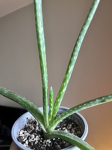 Aloe (traditsiooniline, päris aaloe taim. väikse suurusega) (2 foto / 4)