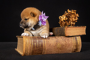 Kutsikad Shiba inu (4 foto / 8)