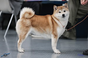 Kutsikad Shiba inu (7 foto / 8)
