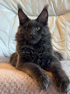 Maine Coon