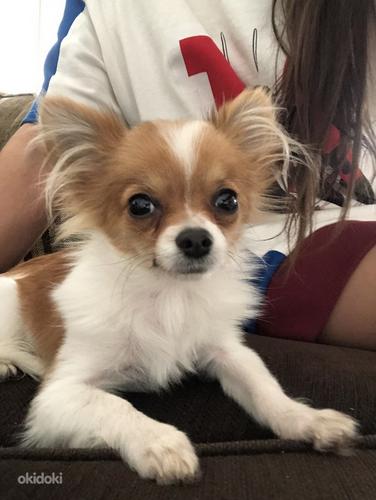 Chihuahua, isane 11-kuune. (foto #4)