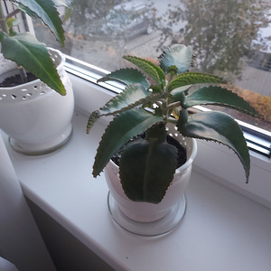 Kalanhoe degremona (2 foto / 2)